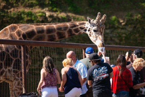 A giraffe leans over a fence as visitors feed it, capturing the moment with their phones.