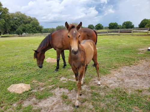 Two horses in a grassy field, one brown adult horse grazing and a light brown foal standing nearby.