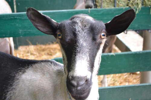 A close-up of a goat's face, featuring large ears and expressive eyes, with a green wooden fence in the background.