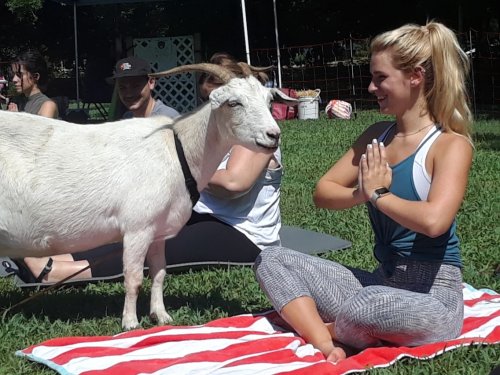 A woman in yoga pose sits on a mat with a goat nearby, surrounded by people in a grassy outdoor setting.