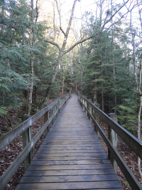 A wooden boardwalk leads through a serene forest, surrounded by tall trees and dappled sunlight.