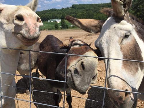 Three friendly horses and a donkey gather at a fence, looking curiously at the camera in a sunny rural setting.