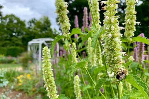 A close-up of a bee on a flowering plant in a lush garden, with colorful blooms in the background.