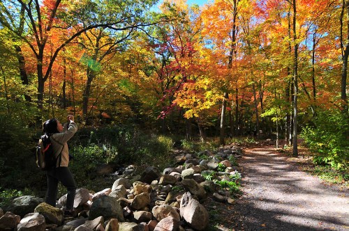 A person takes a photo in a vibrant forest with colorful autumn leaves and a rocky path.