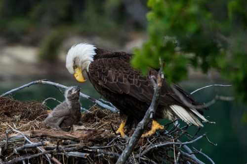 A bald eagle stands beside its chick in a nest, surrounded by greenery and a calm body of water in the background.