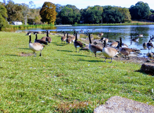 A flock of geese gathered on grassy shore near a calm lake, surrounded by trees and other birds in the background.