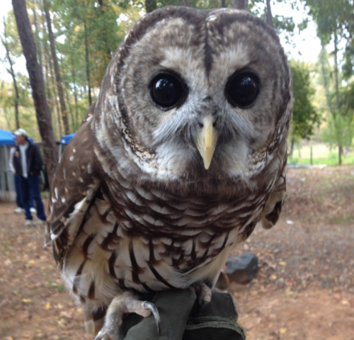 A close-up of a brown and white owl perched on a person's arm, with large, expressive eyes and a forest background.