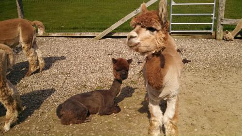 Two alpacas in a gravel area; one stands while the other lies down, both with distinct fur patterns.