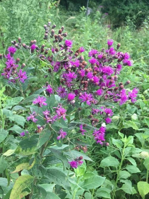 A cluster of vibrant purple flowers surrounded by green foliage in a natural setting.