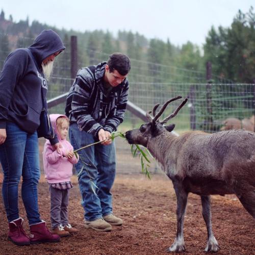 A family feeds a reindeer in a farm setting, with a child reaching out to offer a branch.