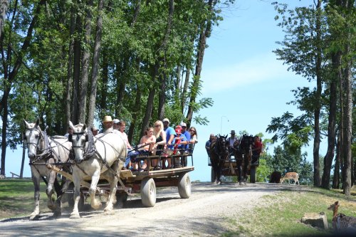 A horse-drawn carriage carries a group of people along a tree-lined path on a sunny day.