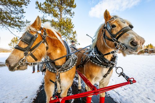Two horses in harness, standing side by side on snow-covered ground, with trees and a clear sky in the background.