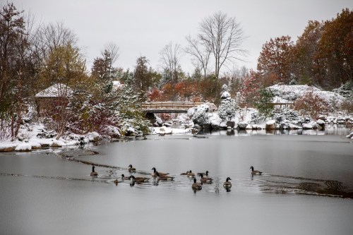 A serene winter scene with ducks swimming in a snowy pond, surrounded by trees and colorful autumn foliage.