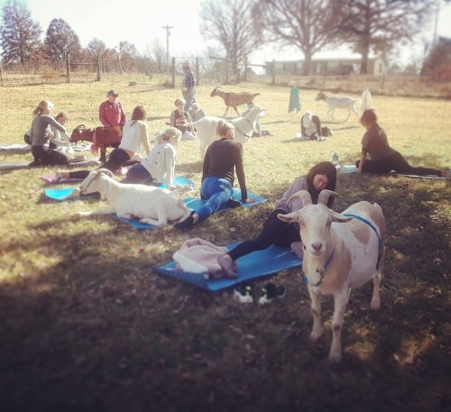 A group of people practicing yoga outdoors with goats in a sunny field, some sitting on mats and others interacting with the animals.