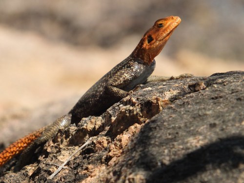 A close-up of a lizard with a vibrant orange head and dark body, resting on a rocky surface.