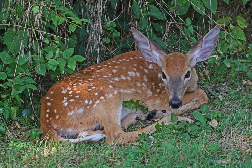 A young deer with spots resting on the grass near a bush, looking curiously at the viewer.
