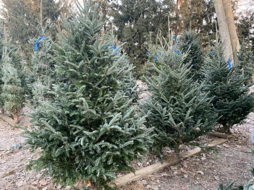 A row of evergreen Christmas trees in a forested area, with some trees marked with blue ribbons.