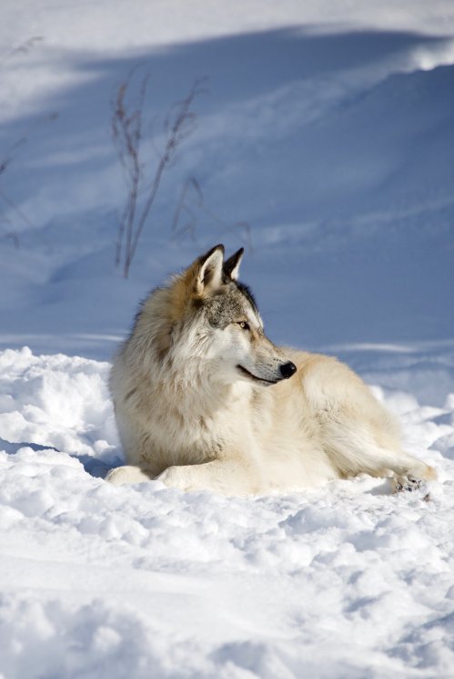 A wolf resting on snow, with a serene expression and a snowy landscape in the background.