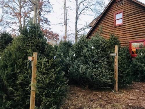 A rustic log cabin beside a row of lush green Christmas trees in a wooded area.