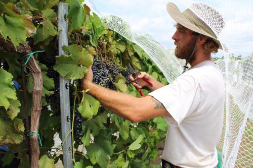 A man with a hat prunes grapevines, surrounded by lush green leaves and clusters of dark grapes.
