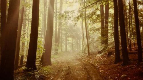 A misty forest path surrounded by tall trees, with soft light filtering through the foliage.