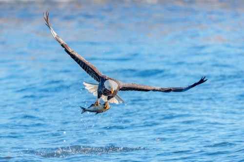 A majestic eagle swoops down over water, clutching a fish in its talons.