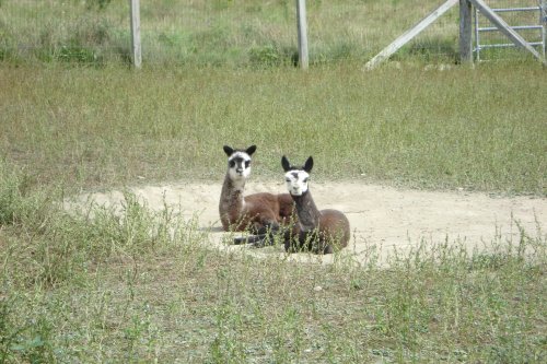 Two llamas resting on a grassy field, surrounded by sparse vegetation and a wooden fence in the background.