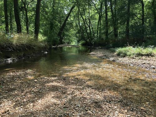 A serene creek flows through a lush, green forest, with sunlight filtering through the trees and pebbles lining the waterbed.