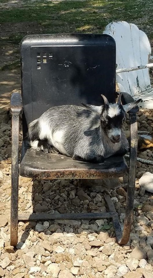 A goat lounging on a metal chair in a rocky outdoor setting.