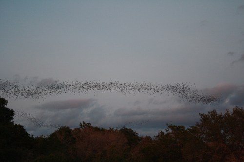 A flock of birds creates a swirling pattern in the sky at dusk, with trees silhouetted below.