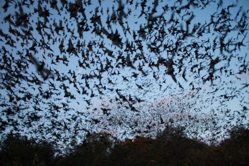 A large swarm of bats flying against a twilight sky, silhouetted against the fading light.