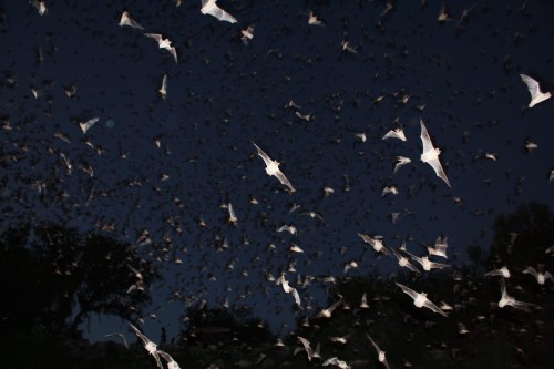 A swarm of bats flying against a dark night sky, with trees silhouetted in the background.
