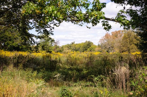 A scenic view of a field with yellow flowers, framed by trees under a partly cloudy sky.