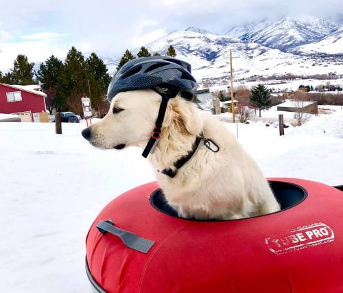 A golden retriever wearing a helmet sits in a red snow tube, with snowy mountains in the background.