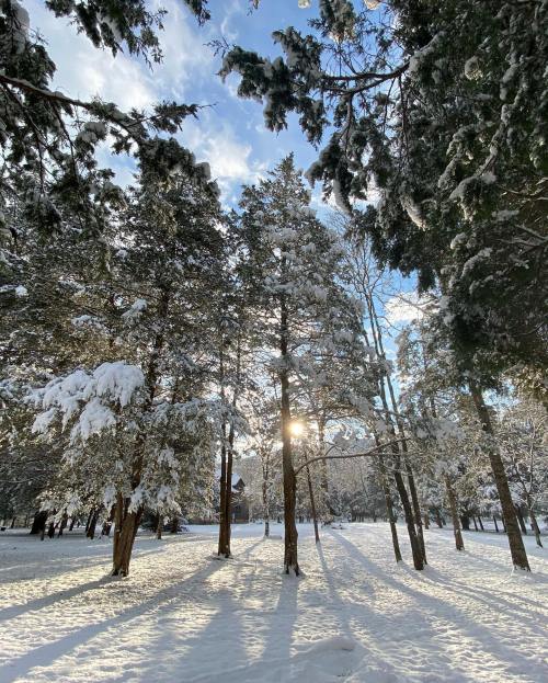 Sunlight filters through snow-covered trees in a serene winter landscape, casting long shadows on the snowy ground.