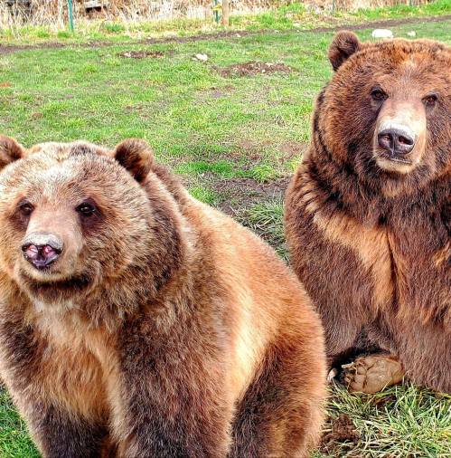 Two brown bears sitting on green grass, looking curiously at the camera.