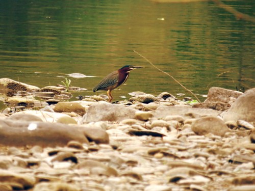 A green heron stands on rocky shore near water, with a blurred natural background.