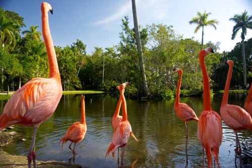 A group of pink flamingos standing by a serene pond surrounded by lush greenery and palm trees.