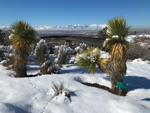Snow-covered landscape featuring yucca plants, with mountains in the background under a clear blue sky.