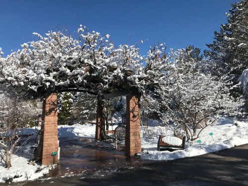 A snowy garden scene featuring a trellis covered in snow, surrounded by trees and benches under a clear blue sky.