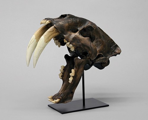 A mounted skull of a large animal, featuring prominent tusks and detailed teeth, displayed on a black stand.