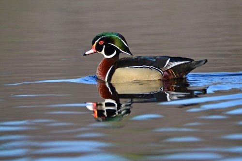 A colorful wood duck swimming on calm water, reflecting its vibrant plumage.