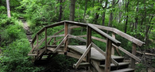 A wooden bridge in a lush green forest, surrounded by trees and foliage.