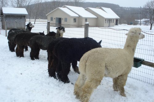 A group of llamas in a snowy field, with a few houses visible in the background.