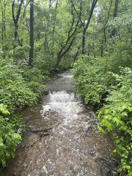 A small, flowing stream surrounded by lush green foliage and trees in a serene forest setting.