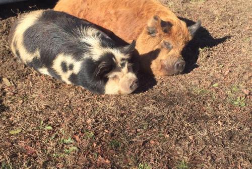 Two pigs, one black and white and the other orange, are peacefully sleeping on the ground covered with dry grass.