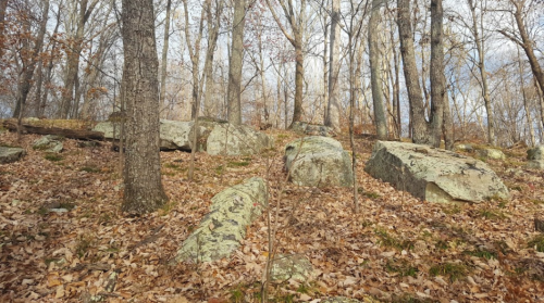 A forest scene with large rocks among trees and fallen leaves on the ground, creating a natural, serene atmosphere.