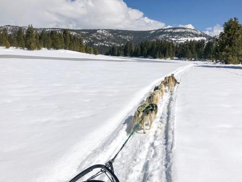 A team of sled dogs pulls a sled through a snowy landscape with mountains and trees in the background.