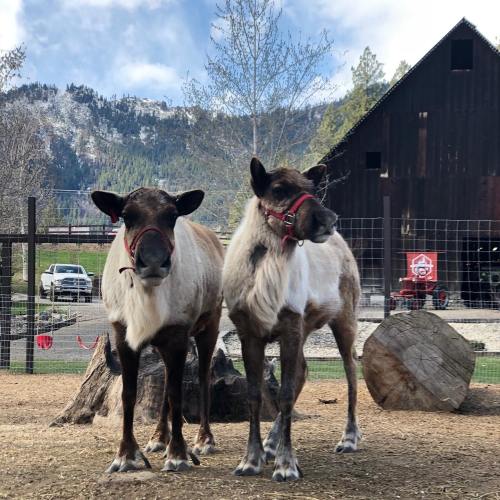 Two reindeer with harnesses stand side by side in a farm setting, with a barn and mountains in the background.