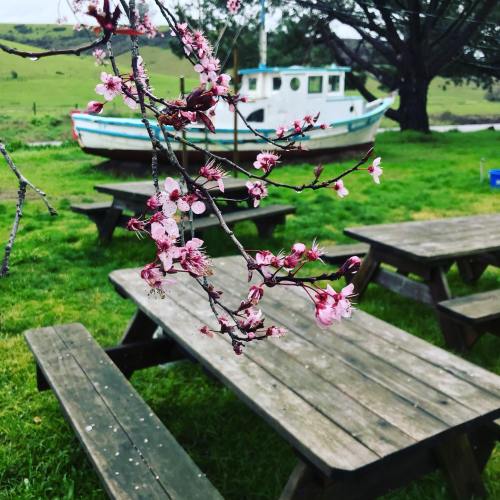 Blossoming cherry branches in the foreground with wooden picnic tables and a boat in a green field background.